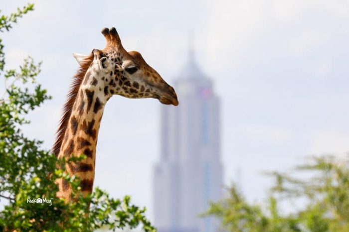 Complete Nairobi full day tour package