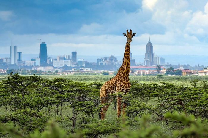 Half day tour; Nairobi National Park Wildlife Game Drive with Pickup/Drop off