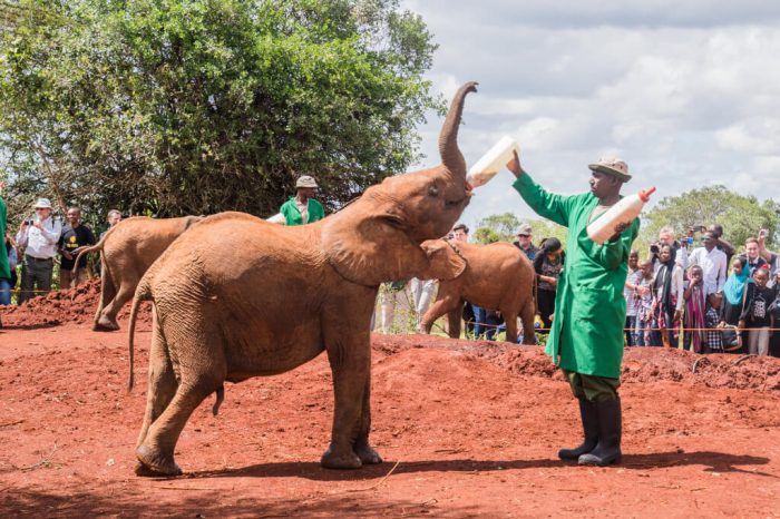 Nairobi All inclusive, Half Day Tour to Elephant Orphanage and Giraffe Center.