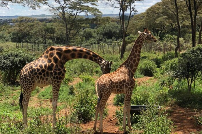 David Sheldrick and Giraffe Center Day Tour.